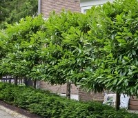 Prunus laurocerasus 'Novita' - Laurierkers - 1