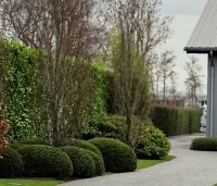 Taxus baccata - Venijnboom - Taxus wolken