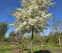 Malus toringo 'Brouwers Beauty' - Sierappel 'Brouwers Beauty' - 2