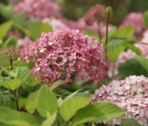 Hydrangea arb invincibelle magical Pinkerbell
