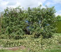 Malus domestica 'Schone van Boskoop'