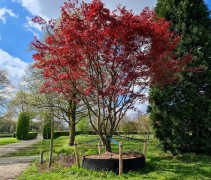Acer palmatum Atropurpureum in airpot kwekerij THB 2023