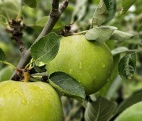 Malus dom. 'James Grieve' - Malus dom. 'James Grieve' - 2
