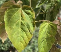 Acer davidii  - Chinese esdoorn - 1