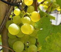 Vitis vinifera 'Vroege van der Laan' - Witte druif 'Vroege van der Laan' - 6