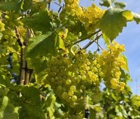 Vitis vinifera 'Vroege van der Laan' - Witte druif 'Vroege van der Laan' - 5