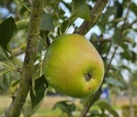 Malus dom. 'Bloemeezoet' - Malus 'Bloemeezoet' - 1