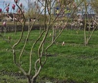 Magnolia soulangeana 'Lennei' - Beverboom - 3