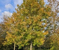 Liquidambar formosana var. monticola - Taiwanese amberboom - najaar 2024