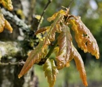Quercus petraea - Wintereik - uitloop jong blad april