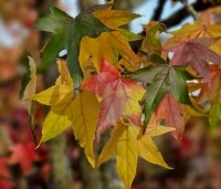 Liquidambar styraciflua - Amberboom - herfstblad