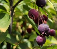 Amelanchier laevis 'Ballerina' - Krentenboompje 'Ballerina' - 1
