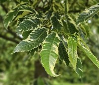 Castanea sativa 'Variegata' - Tamme Kastanje 'Variegata' - 7