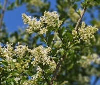 Ligustrum ovalifolium - Haagliguster - 7