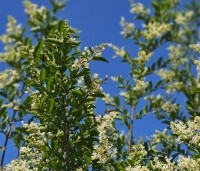 Ligustrum ovalifolium - Haagliguster - 6