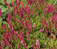Persicaria aff. 'Darjeeling Red' per kist á 24 st. - Duizendknoop 'Darjeeling Red' - 2