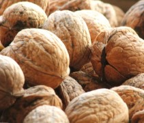 Juglans regia 'Buccaneer'