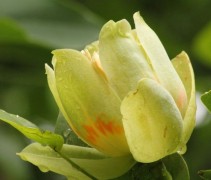 liriodendron 