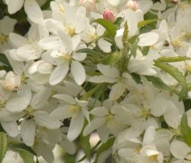 Sierappel 'Street Parade', hoogstam boom bloesem