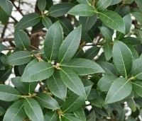 Osmanthus x burkwoodii - Schijnhulst - 1