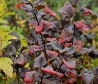 Physocarpus opulifolius 'Diabolo' - Blaasspiraea 'Diabolo' - najaar