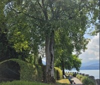 Acer pseudoplatanus - Gewone esdoorn - 8