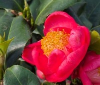 Camellia japonica 'Dr. King' - Camellia Dr. King - 1