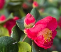 Camellia japonica 'Dr. King' - Camellia Dr. King - 2