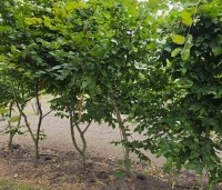 Carpinus bet. 'Rockhampton Red' - Haagbeuk 'Rockhampton Red' - opkweek meerstam