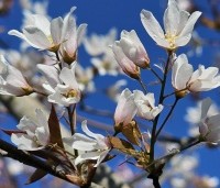Amelanchier arborea 'Robin Hill' - Amerikaans krentenboompje - 4