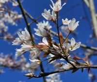 Amelanchier arborea 'Robin Hill' - Amerikaans krentenboompje - 3