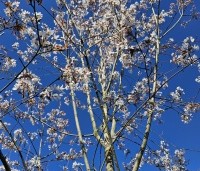Amelanchier arborea 'Robin Hill' - Amerikaans krentenboompje - 2