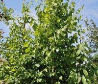 Tilia x europaea 'Pallida' - Koningslinde - 1