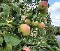 Malus dom. 'Pinova' - Malus dom. 'Pinova' - 3
