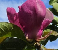 Magnolia soulangeana 'Lennei' - Beverboom - 4
