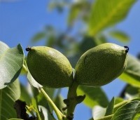 Juglans regia 'Bella Maria' - Walnoot 'Bella Maria' - 2