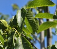 Juglans regia 'Bella Maria' - Walnoot 'Bella Maria' - 3
