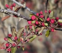 Malus 'Profusion' - Sierappel - 2
