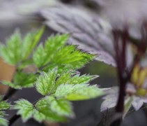 Actaea simplex