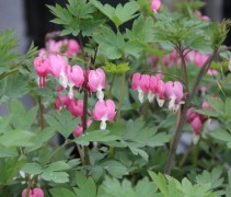 Een vaste plant met veel frisse kleur voor uw tuinbakken, border of plantenvakken.