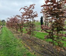 Fagus sylvatica Atropunicea