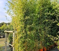 Lucovitaal Bamboe Muts Zwart 100% Bamboe 1ST
