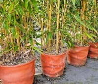 Phyllostachys aureosulcata 'Spectabilis' - Gouden bamboe - 1