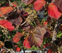 Hamamelis intermedia 'Feuerzauber' - Toverhazelaar 'Feuerzauber' - 1