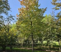 Liquidambar styraciflua 'Lane Roberts' - Amberboom 'Lane Roberts' - oktober 2024