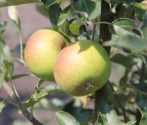 Malus Ida Red