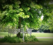 Tilia x Europaea