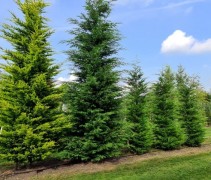 Cupressocyparis x Leylandii