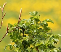 Het blad geeft duidelijk aan waarom de Bottelroos ook wel Rimpelroos wordt genoemd