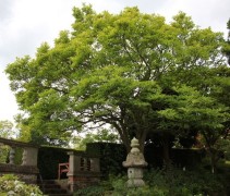 Magnolia kobus boom